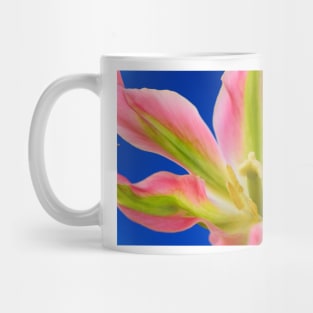 Tulipa  &#39;Virichic&#39;    Viridiflora Group Tulip Mug